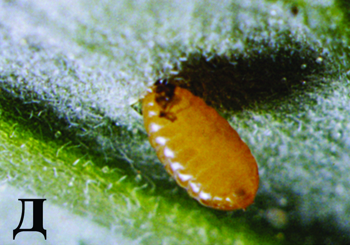 Минёр паслёновый