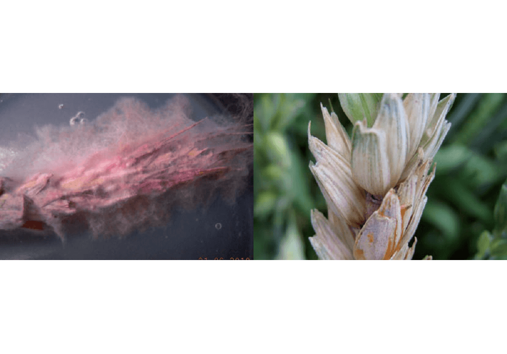 Фузариоз колоса и зерна