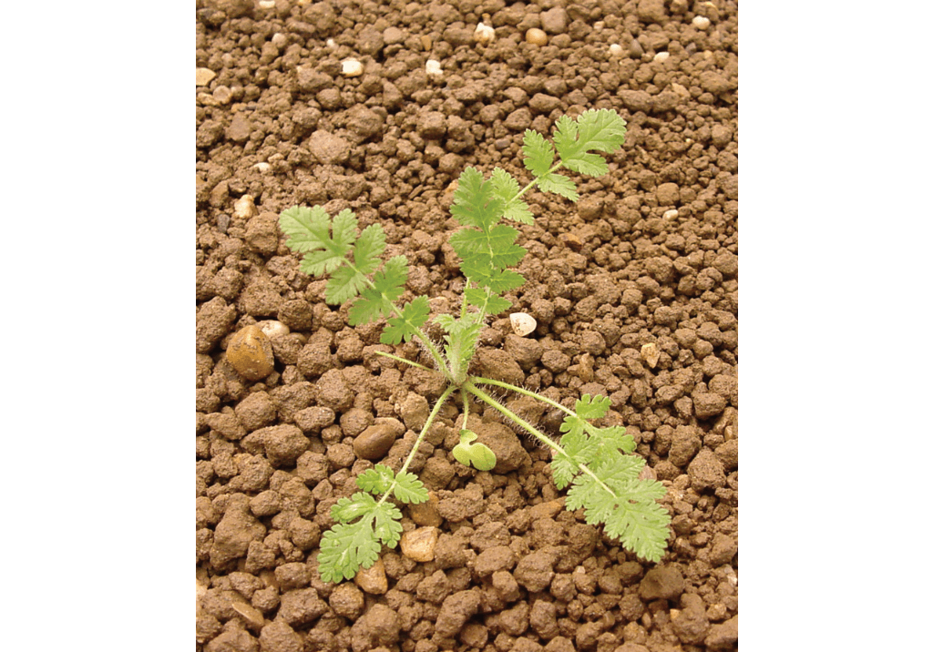 Аистник цикутовый