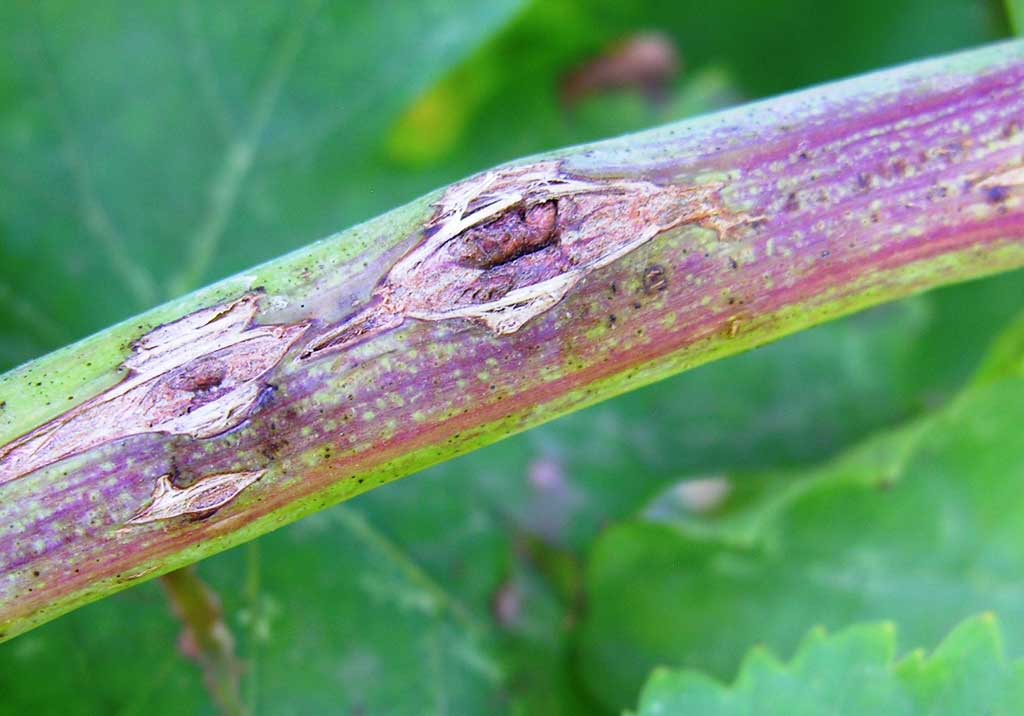 Пятнистый антракноз виноградной лозы (птичий глаз)