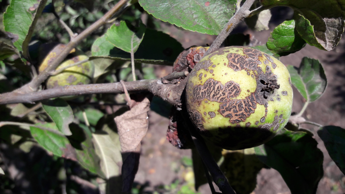 Парша яблони