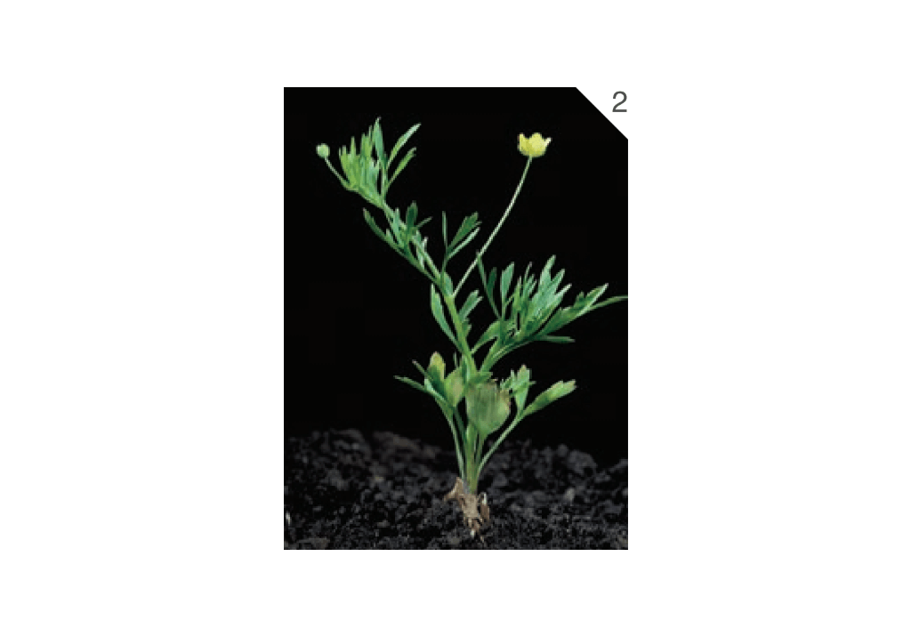 Лютик полевой