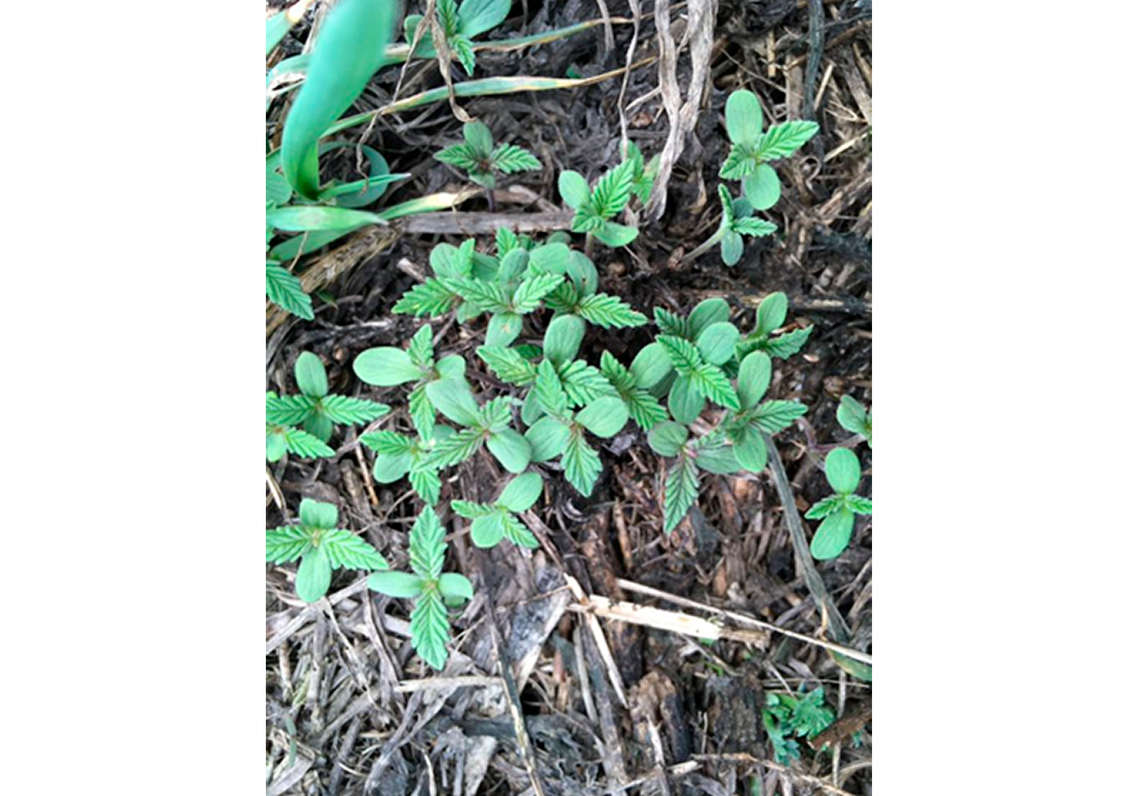 Конопля сорная