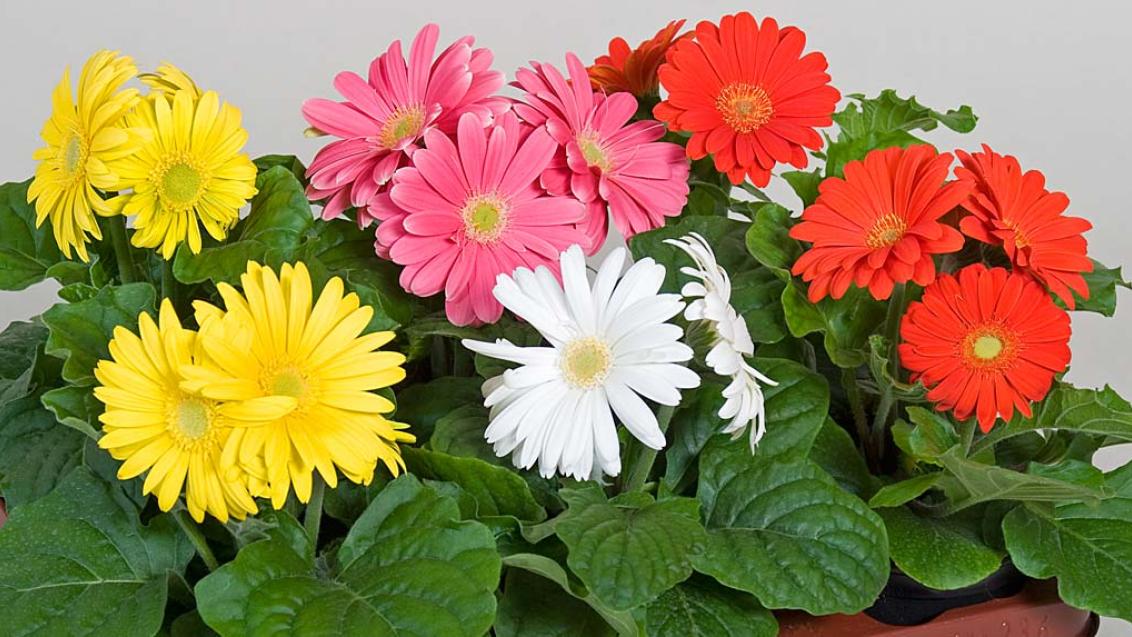 8 важных правил успешного выращивания горшечной герберы из семян