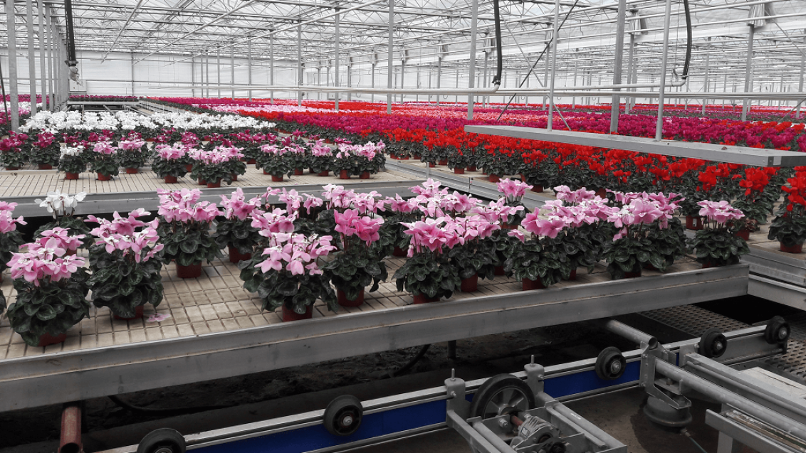 Как выбрать идеальный цикламен?