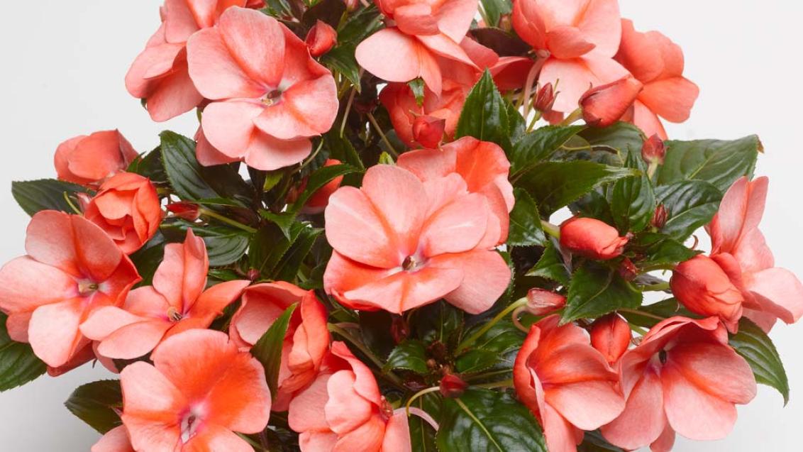 Бальзамин Флорифик® Свит Оранж