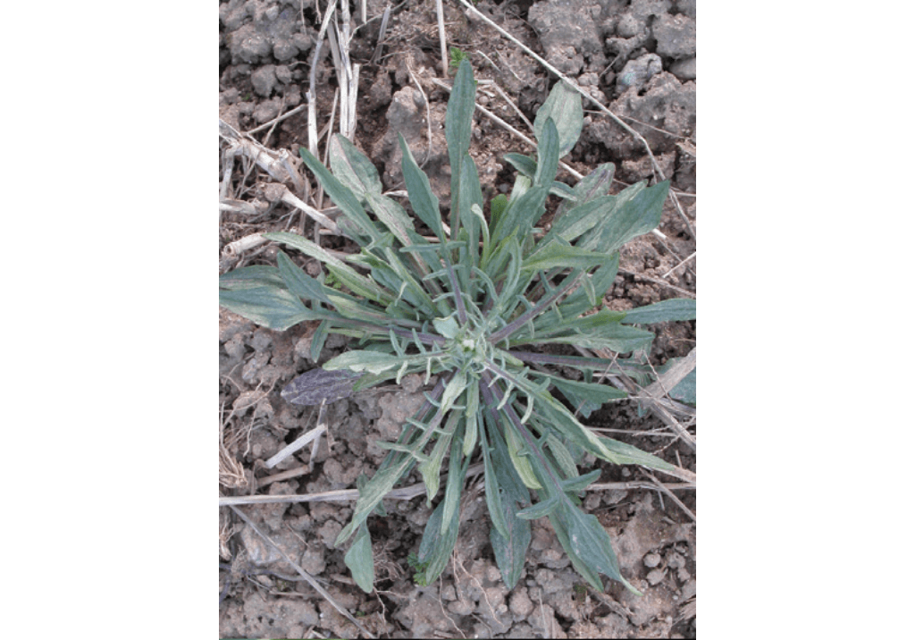 Василек синий