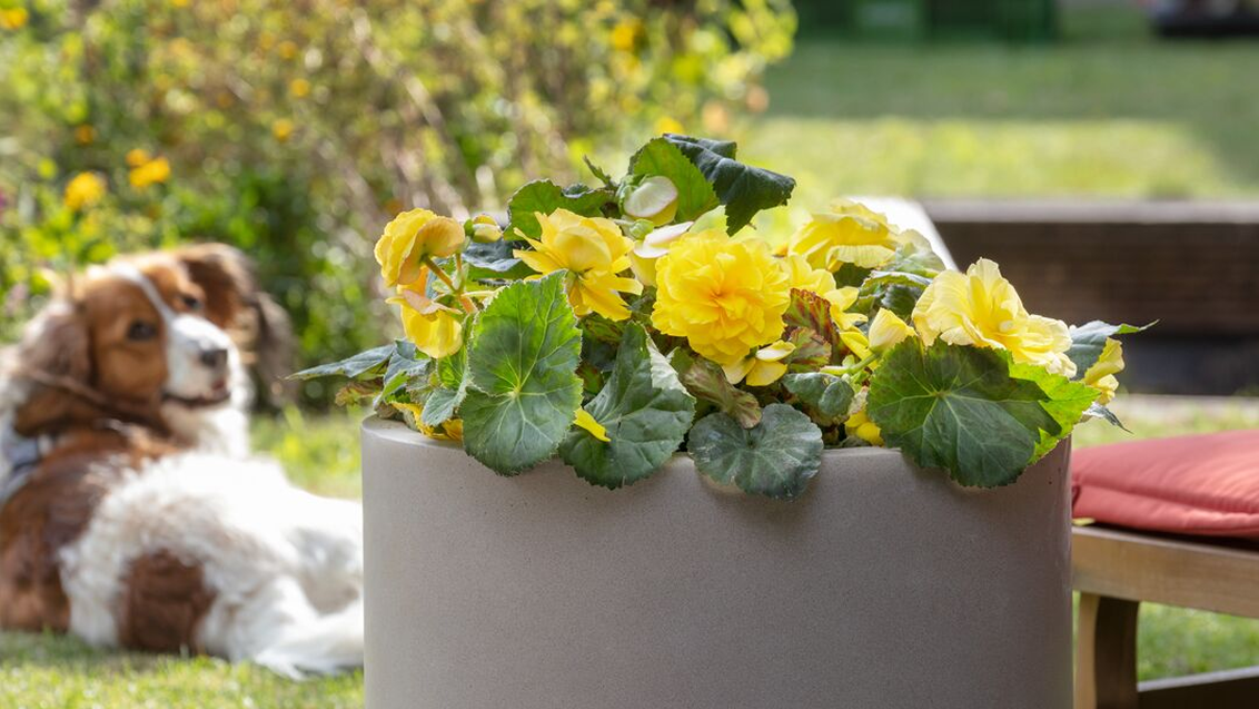 Бегония Лимитлесс