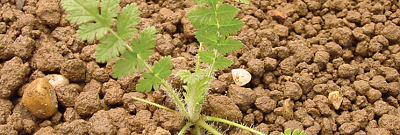 Аистник цикутовый