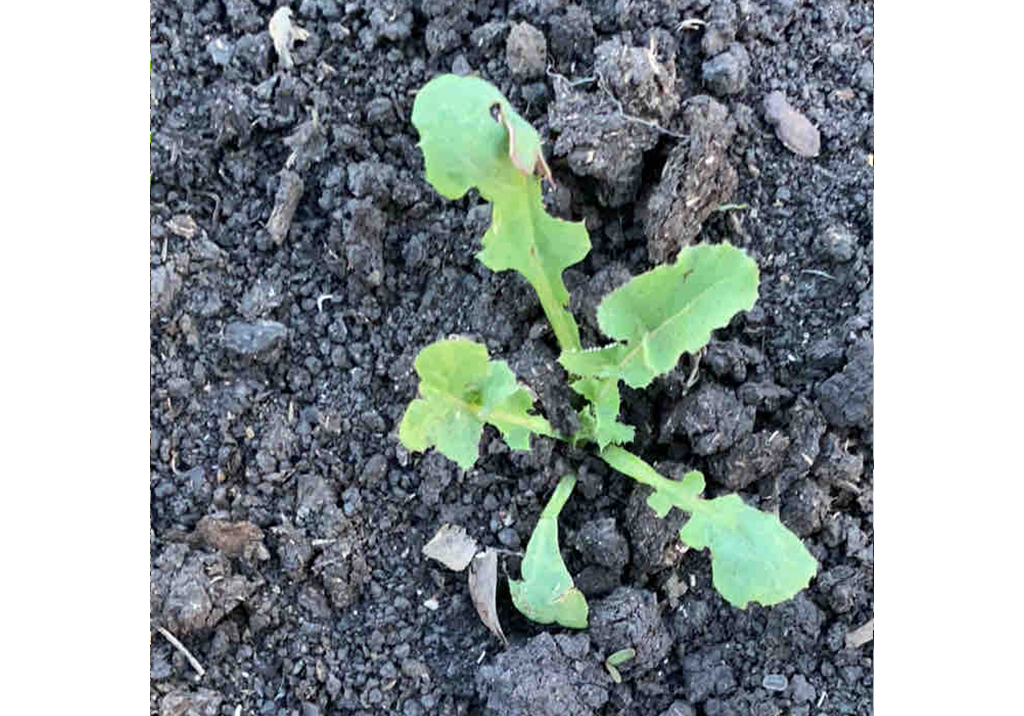 Осот огородный