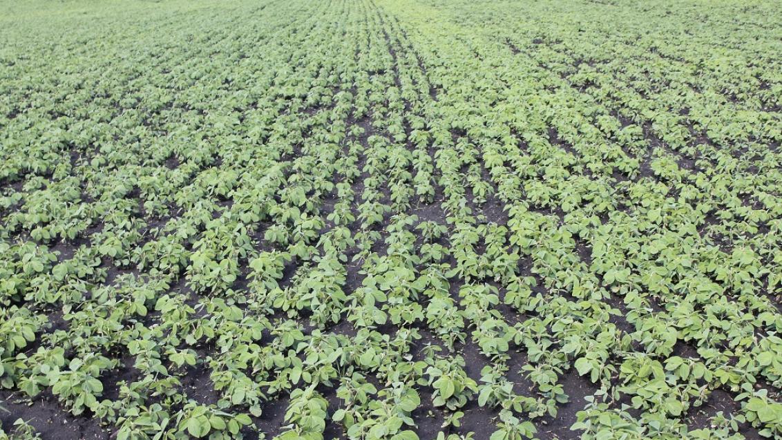 ГАРДО® ГОЛД — защита сои в ранний период