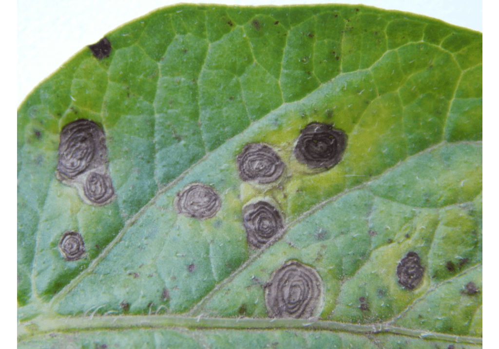 Альтернариоз (ранняя сухая пятнистость) картофеля