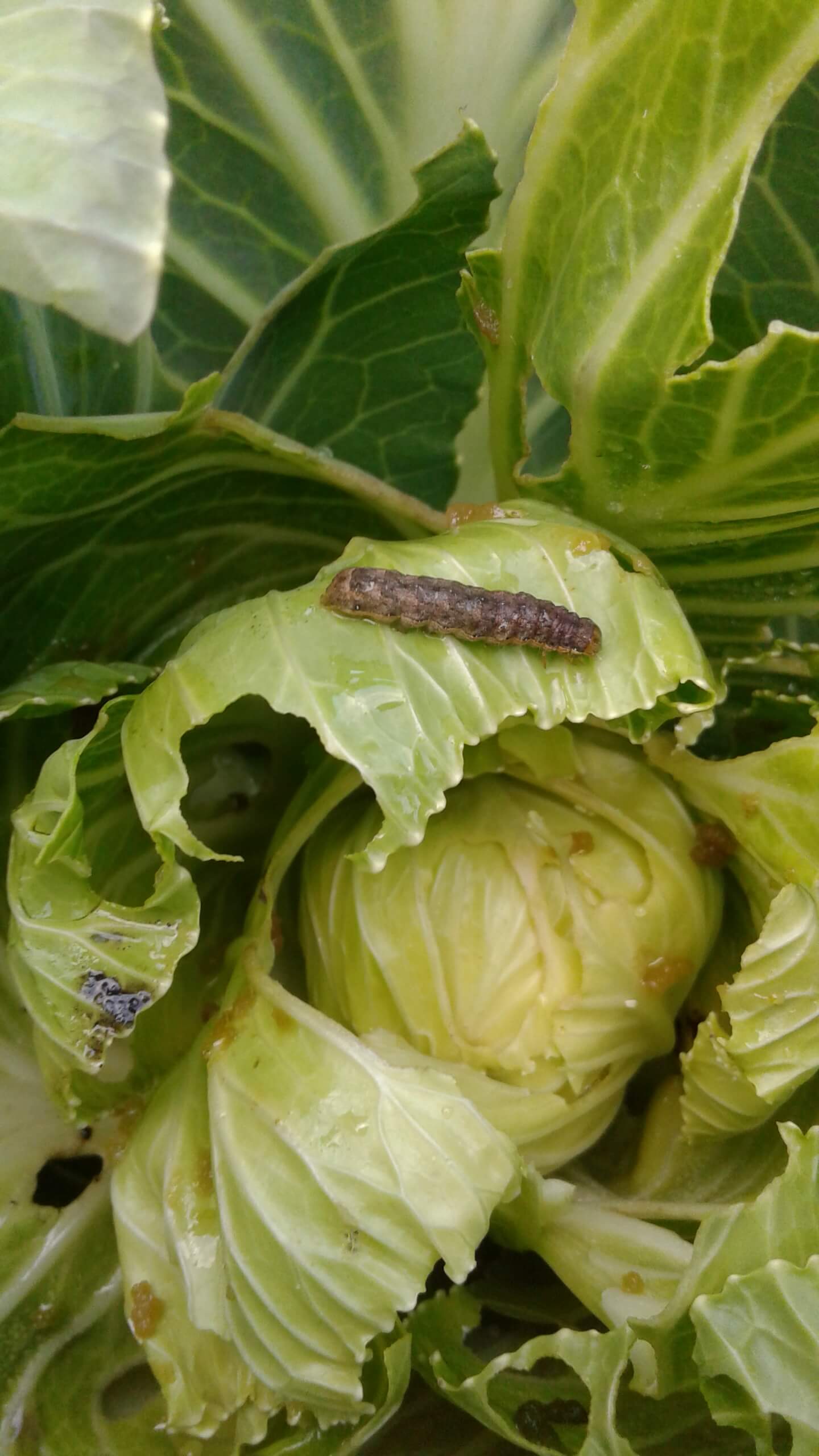 Листогрызущие совки