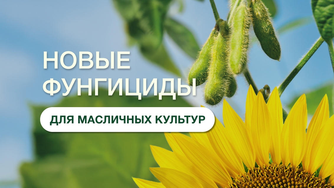 Новинки для защиты масличных культур