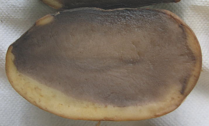 Резиновая гниль