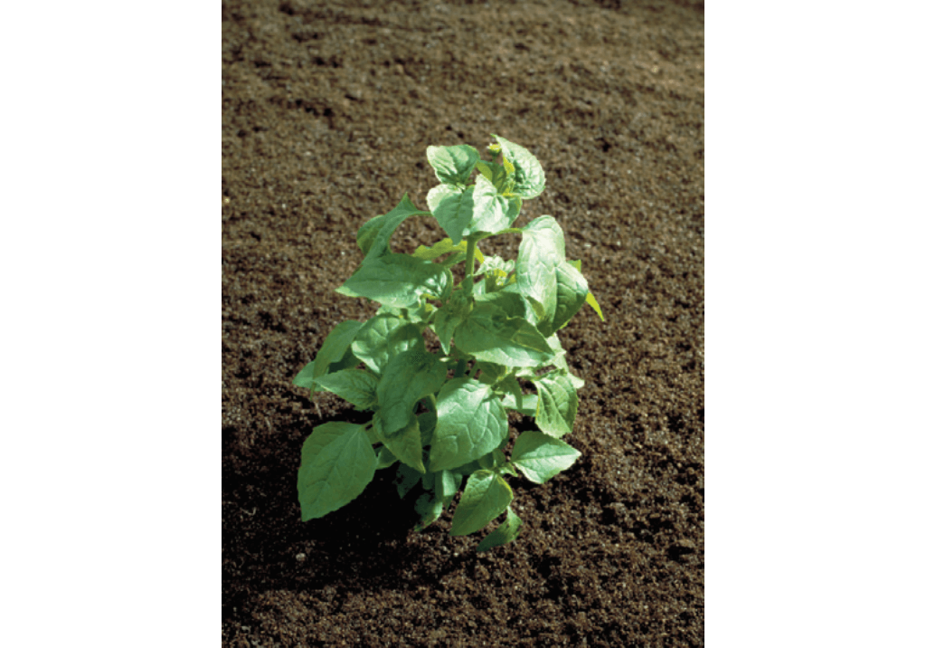 Галинсога мелкоцветковая