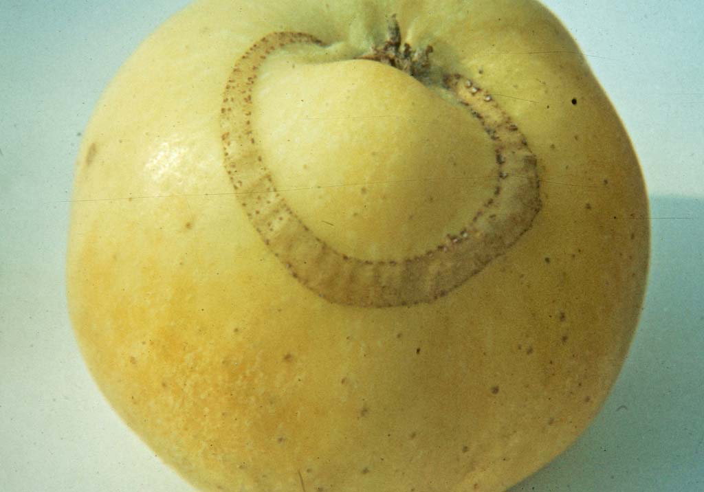 Яблонный плодовый пилильщик