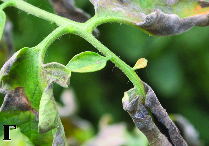 Оливковая (бурая) пятнистость, или кладоспориоз