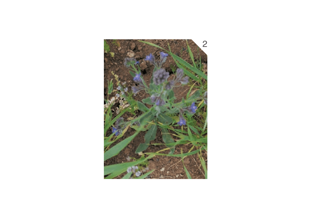 Синяк обыкновенный / Румянка обыкновенная