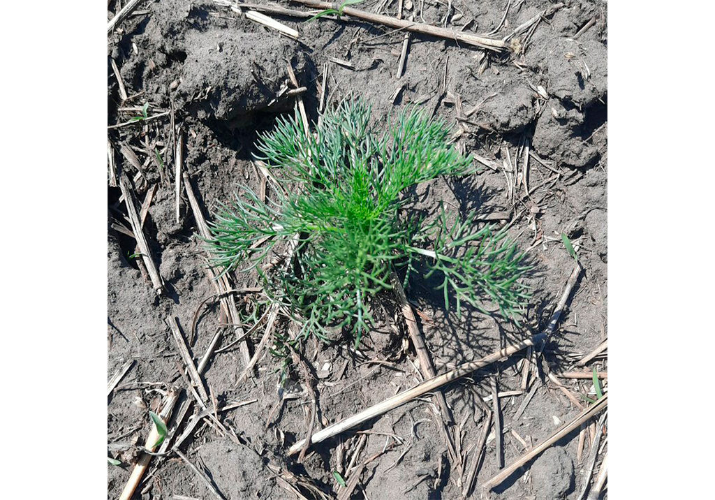 Трехреберник непахучий