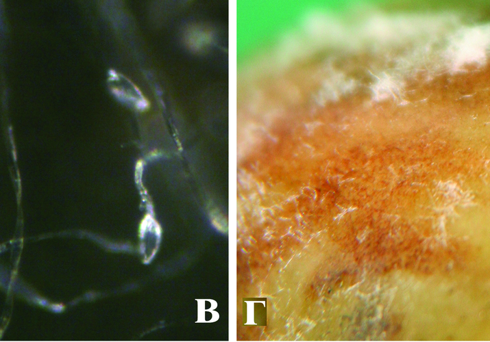 Фитофтороз паслёновых