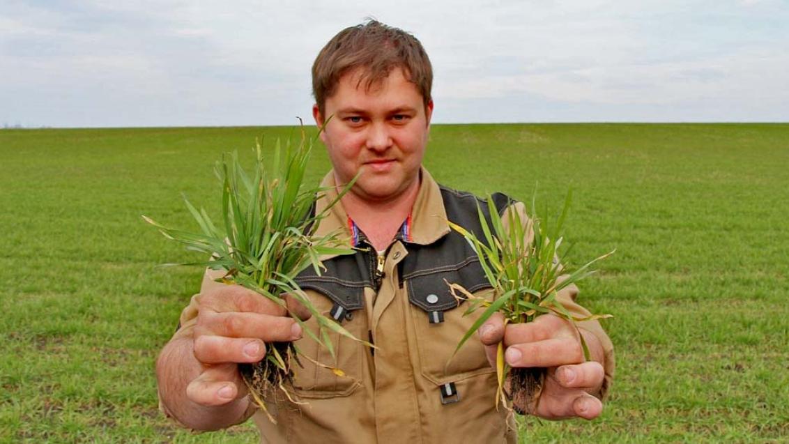 Новые препараты для защиты семян зерновых