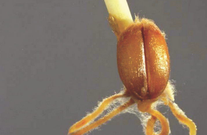 Ризоктониозная корневая и прикорневая гнили