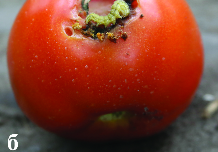 Совка хлопковая