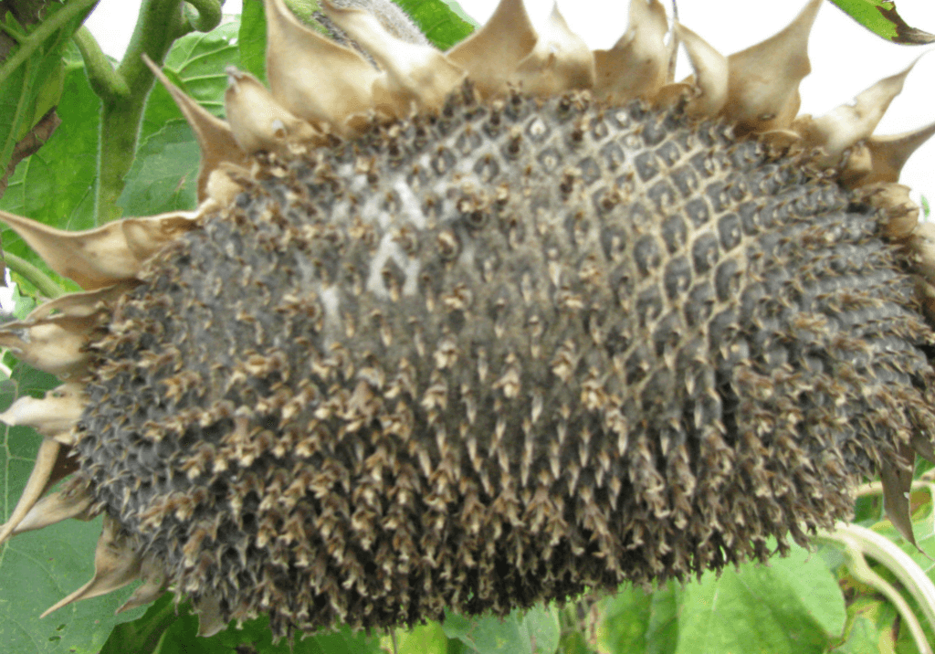 Сухая гниль подсолнечника