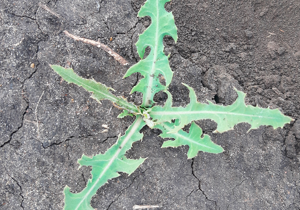 Латук татарский