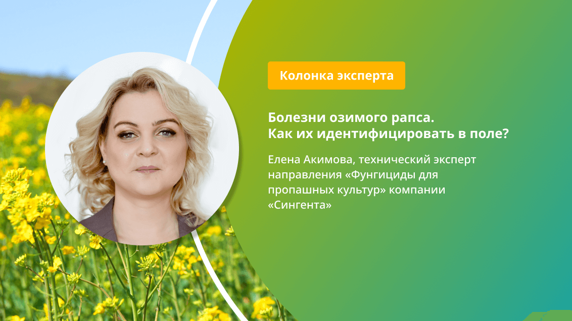 Болезни озимого рапса. Как их идентифицировать в поле?