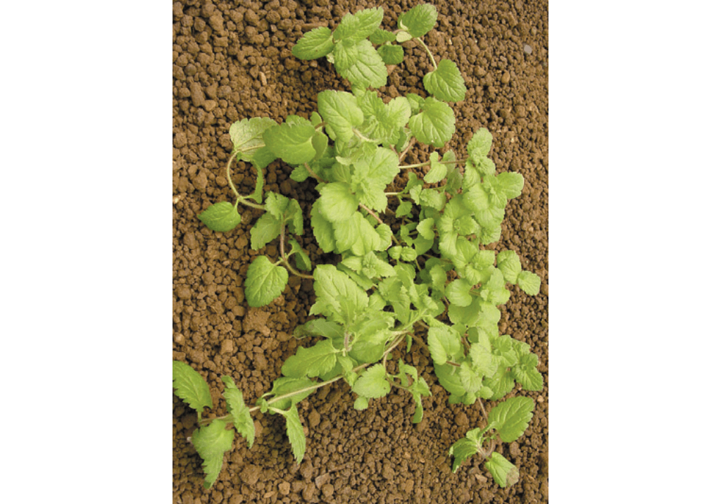 Вероника персидская