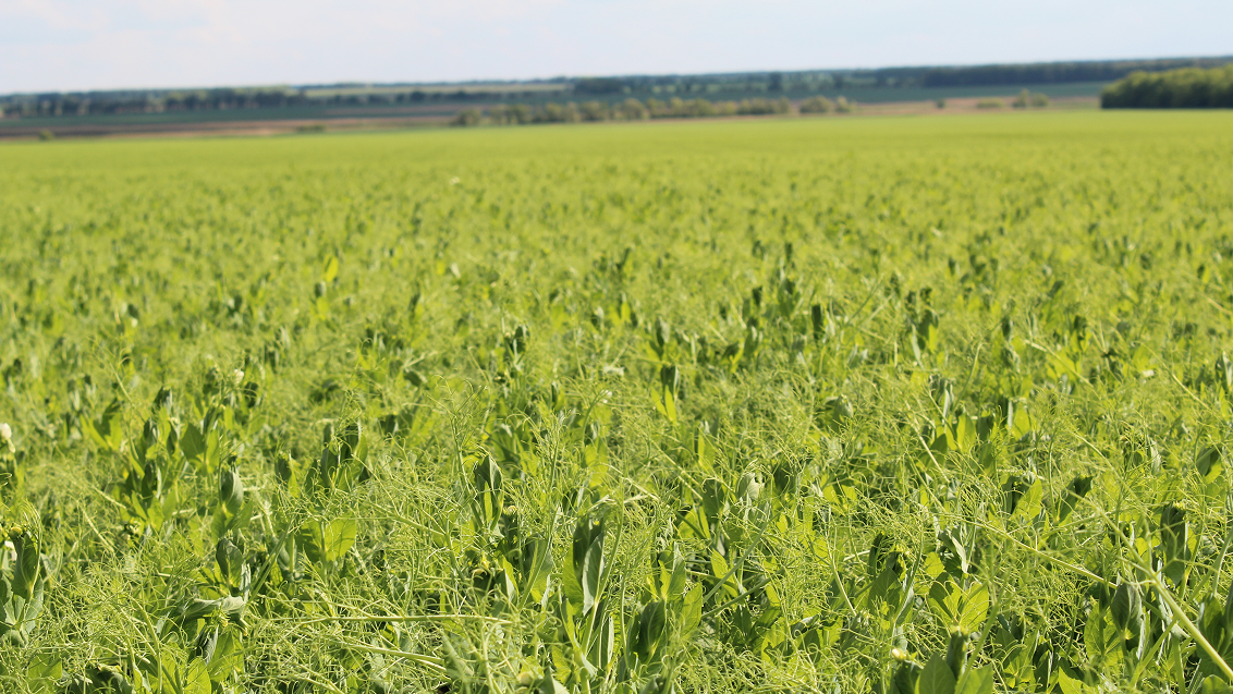 Технология опрыскивания гороха