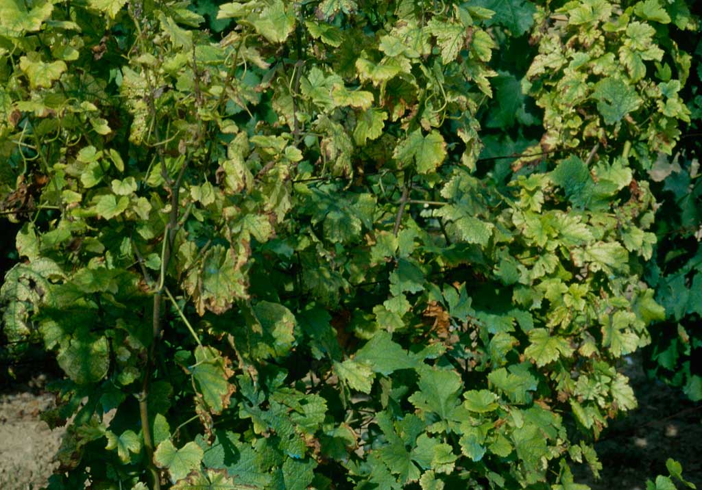 Эутипоз (сухорукавность)