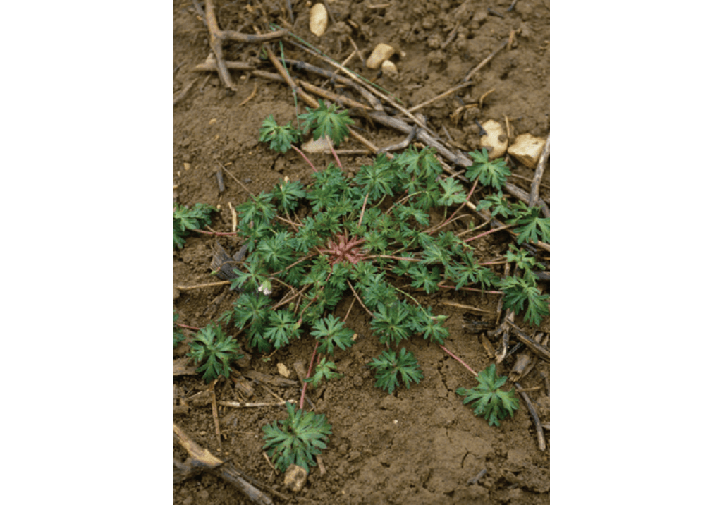 Герань рассеченная