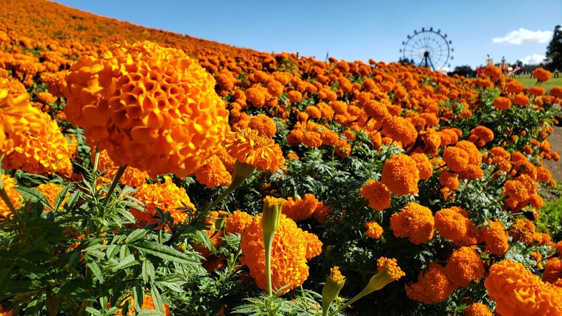 Обзор ассортимента бархатцев и важные моменты технологии выращивания