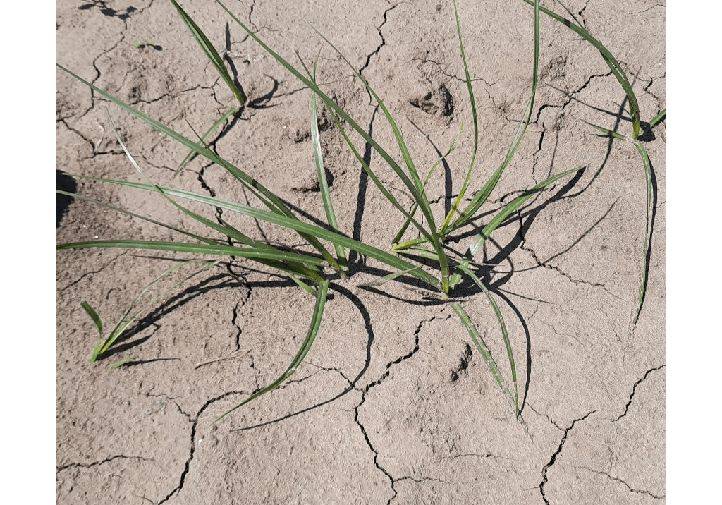 Пырей ползучий