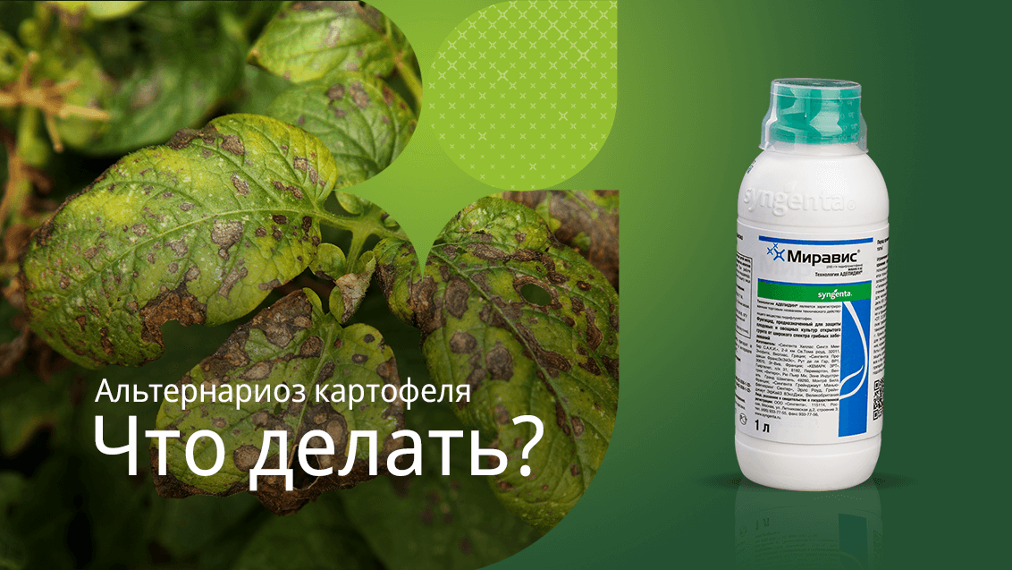 МИРАВИС® — новый стандарт в защите картофеля от альтернариоза, фото
