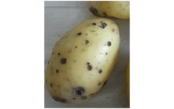 Проволочники (личинки жуков-щелкунов)