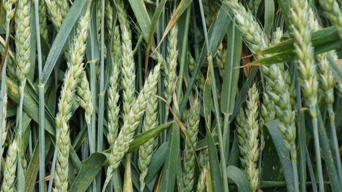 Конец кущения — начало трубкования колосовых