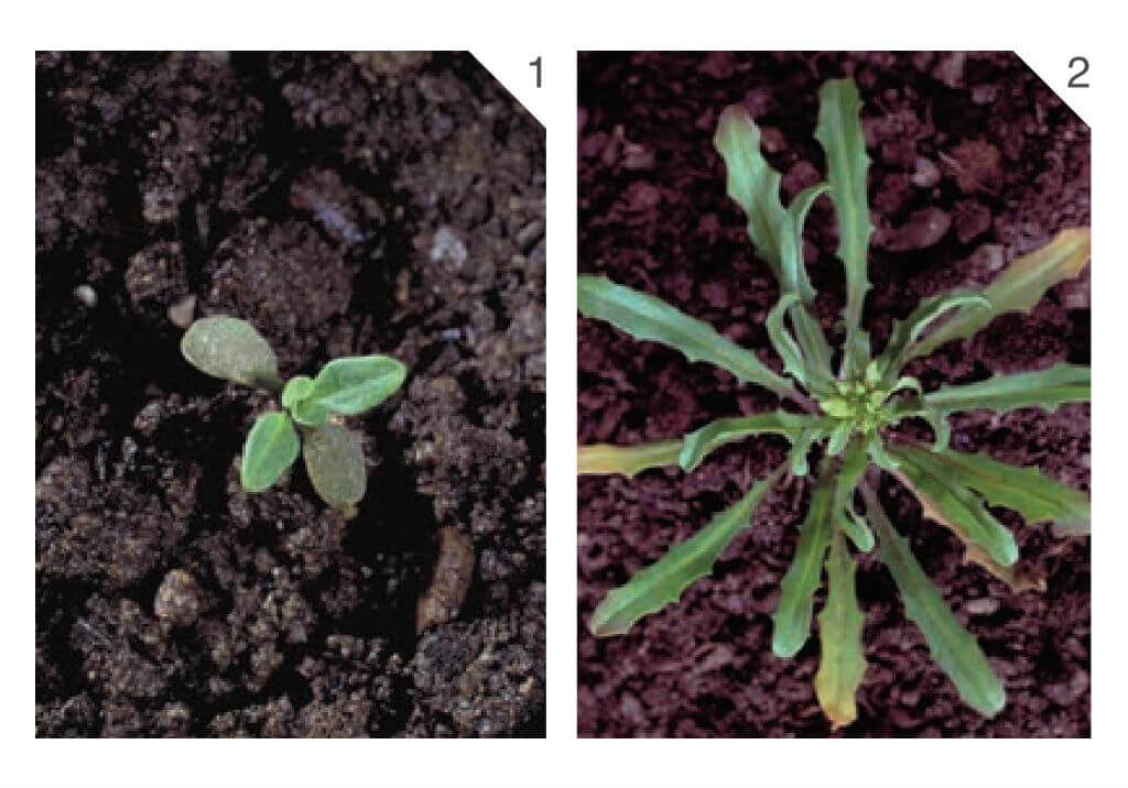 Желтушник выемчато-зубчатый