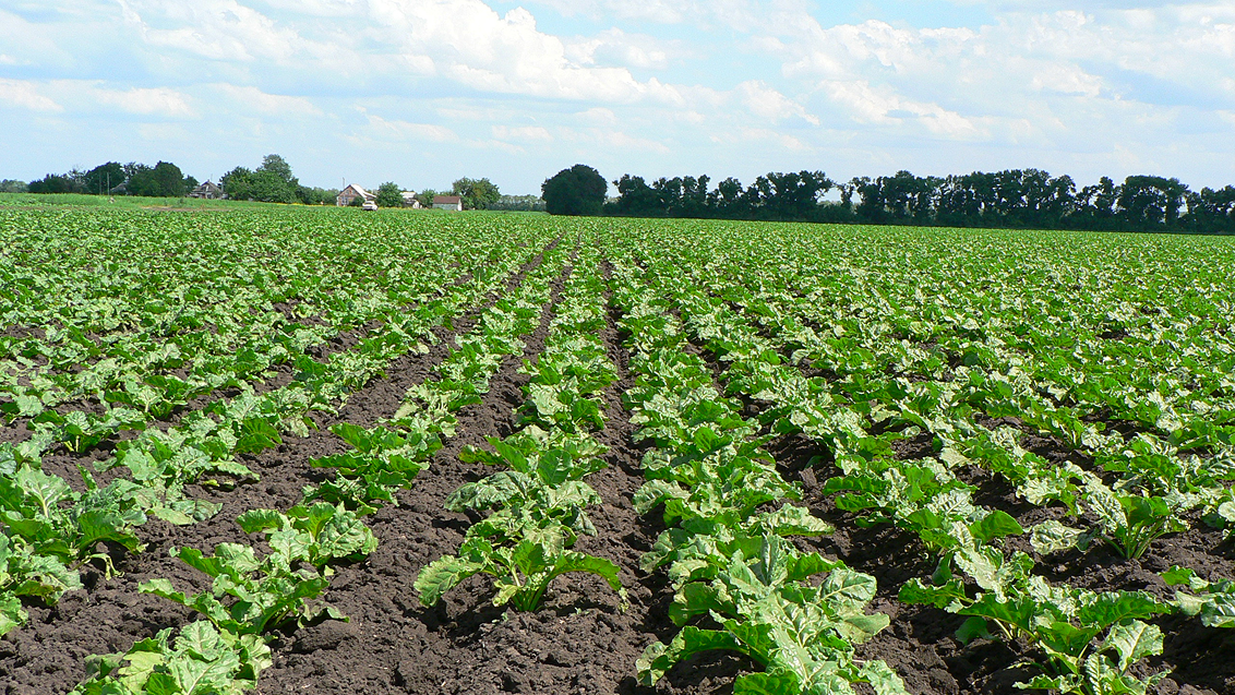 Технология опрыскивания сахарной свеклы