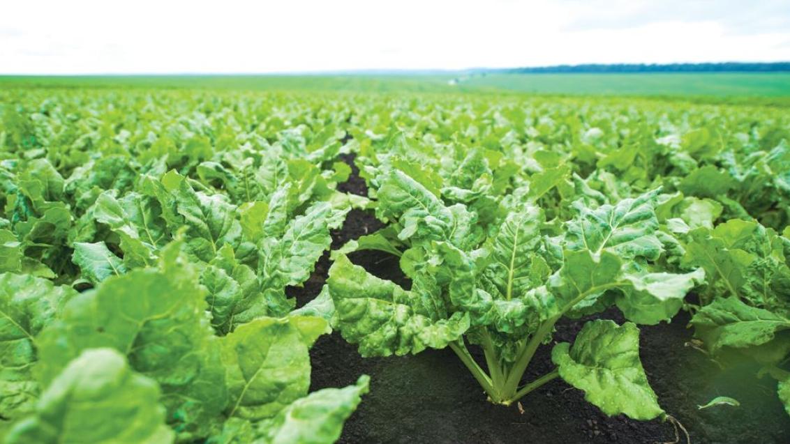 ДУАЛ ГОЛД довсходовое применение на сахарной свекле