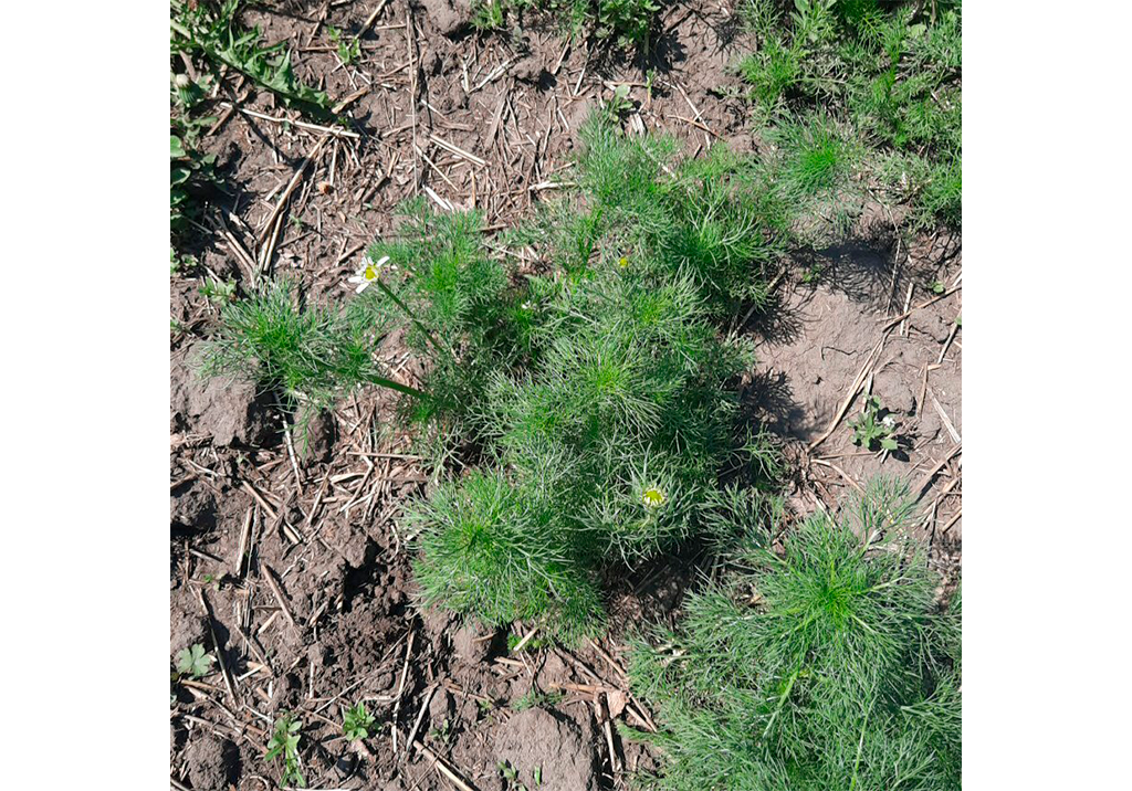 Трехреберник непахучий