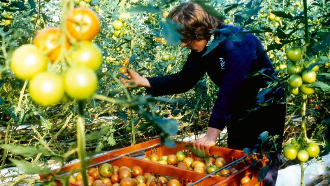 Как реализовать потенциал томата с биологическим удобрением ИЗАБИОН