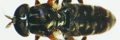 Журчалка луковая, или корнеедка луковая