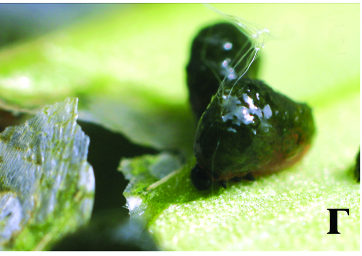 Трещалка луковая