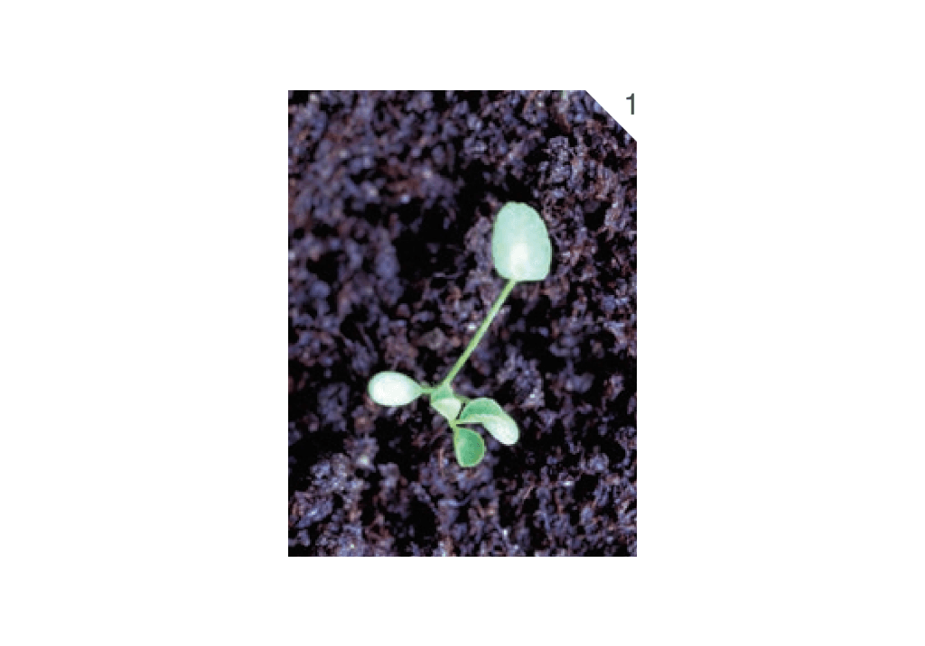 Клевер ползучий / Амория ползучая