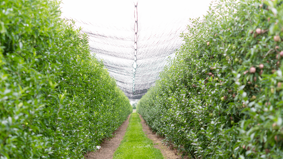 «Сад инноваций»: качественные яблоки с «Сингентой»