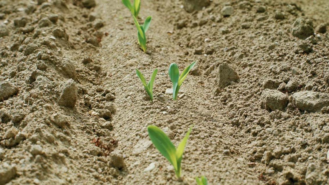 Зачем нужна инсектицидная обработка семян кукурузы